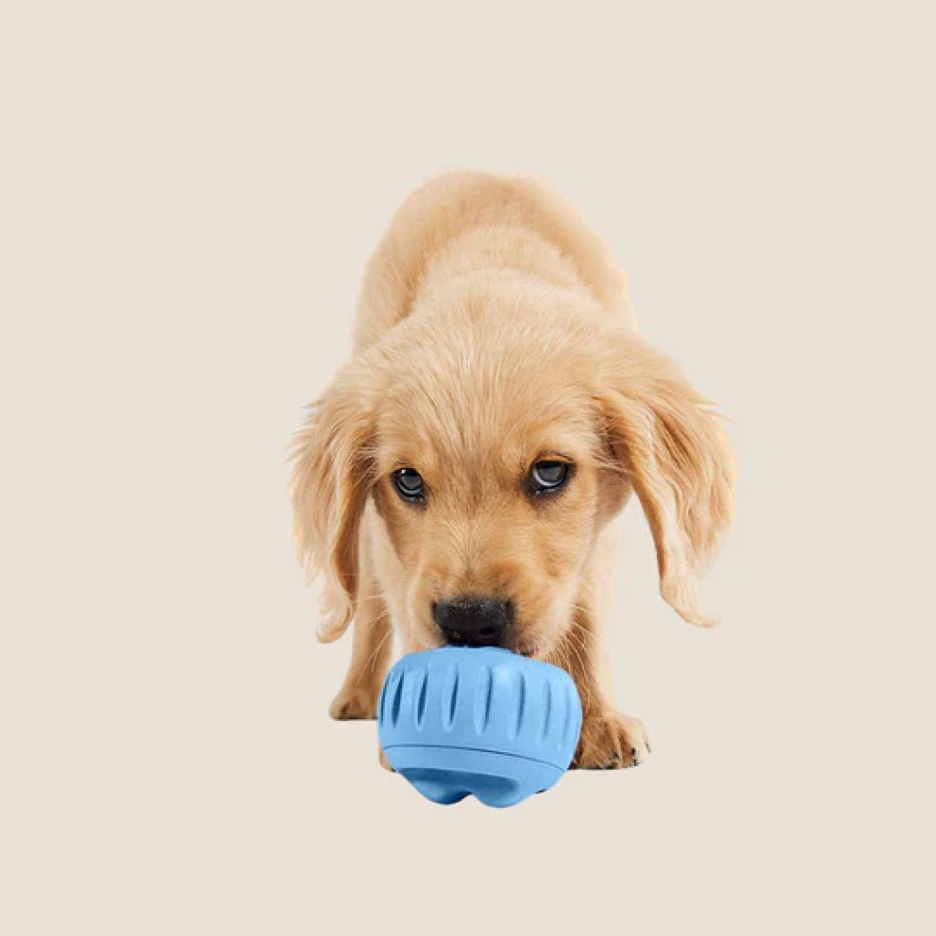 Woof Blue Pupsicle Long-Lasting Interactive Toy for Dogs 25-75lbs, Large image number null