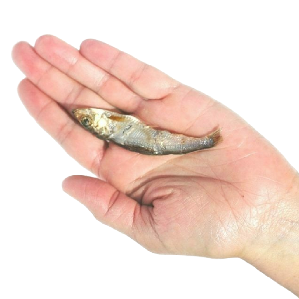 Baltic Sprat 3-oz image number null